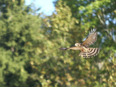Sharp-shinned Hawk