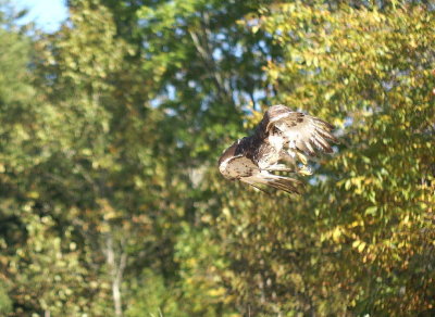 Cooper's Hawk