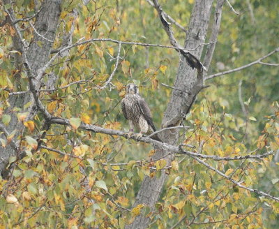 Peregrine Falcon