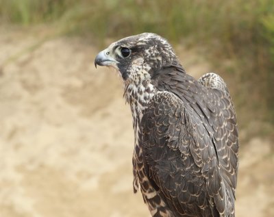 Peregrine Falcon