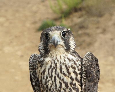 Peregrine Falcon