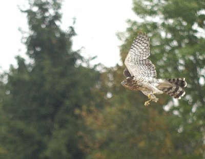 Cooper's Hawk