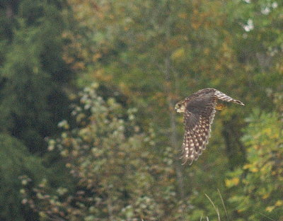 Merlin