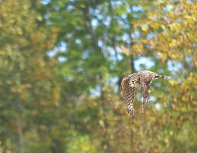 Merlin