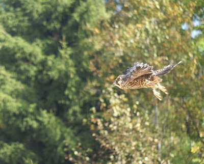Peregrine Falcon