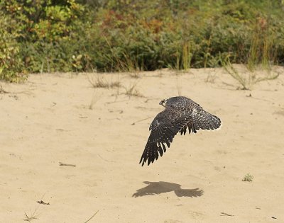Peregrine Falcon