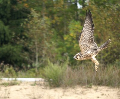 Peregrine Falcon
