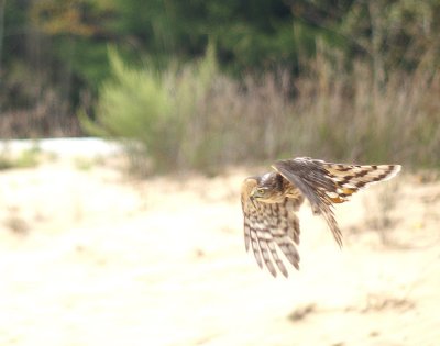 Sharp-shinned Hawk