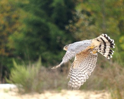 Sharp-shinned Hawk