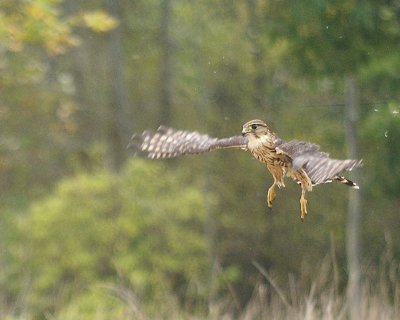 Merlin