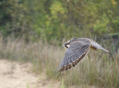 Peregrine Falcon