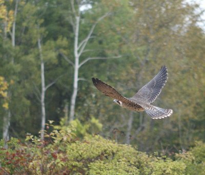 Peregrine Falcon
