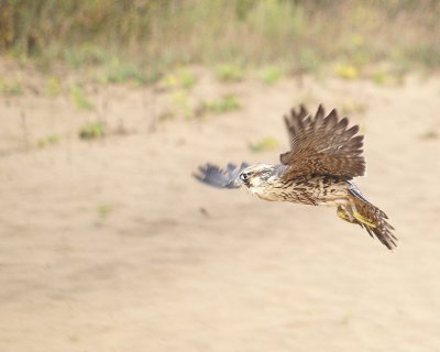 Peregrine Falcon