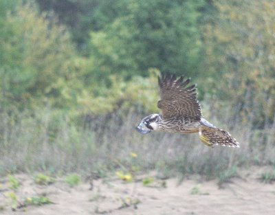 Peregrine Falcon