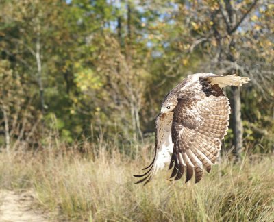 Red-tailed Hawk