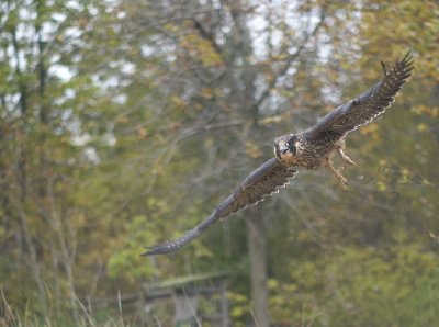 Peregrine Falcon