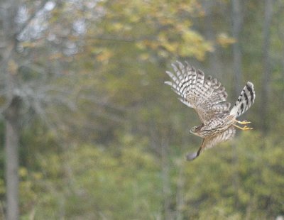 Sharp-shinned Hawk