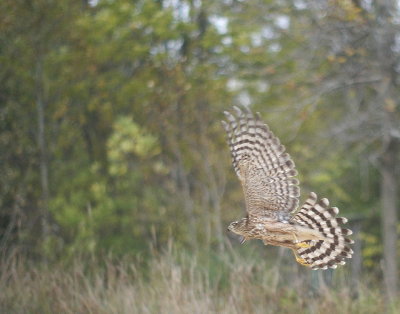 Sharp-shinned Hawk