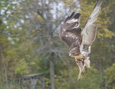 Red-tailed Hawk