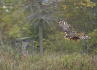 Merlin