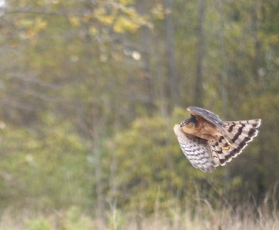 Sharp-shinned Hawk