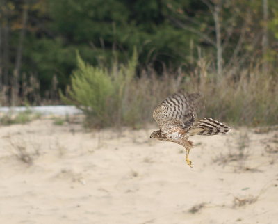 Sharp-shinned Hawk