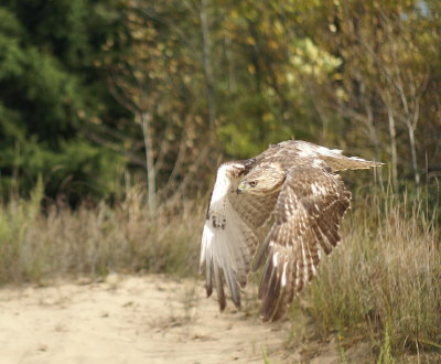 Red-tailed Hawk