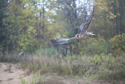 Peregrine Falcon