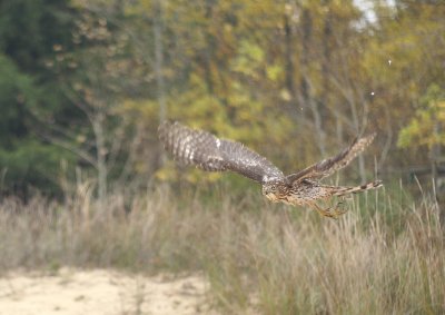 Sharp-shinned Hawk