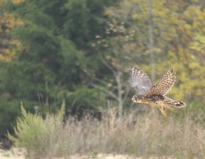 Merlin