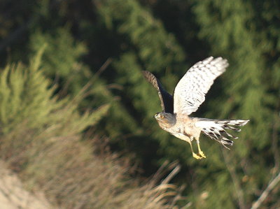 Sharp-shinned Hawk