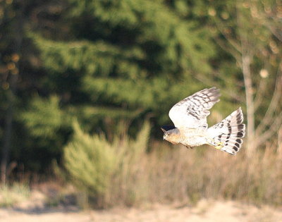Sharp-shinned Hawk