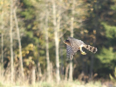 Sharp-shinned Hawk