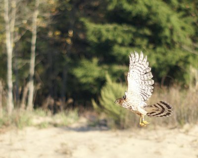 Sharp-shinned Hawk