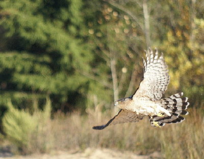 Cooper's Hawk