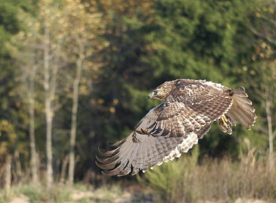 Red-tailed Hawk