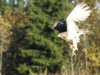 Red-tailed Hawk