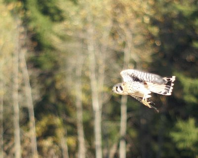 American Kestrel