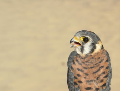 American Kestrel