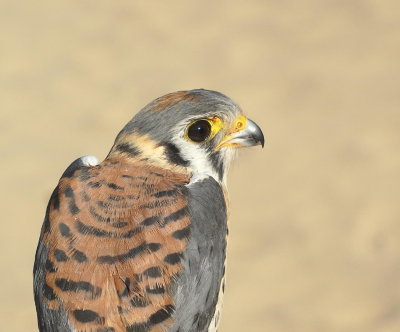 American Kestrel