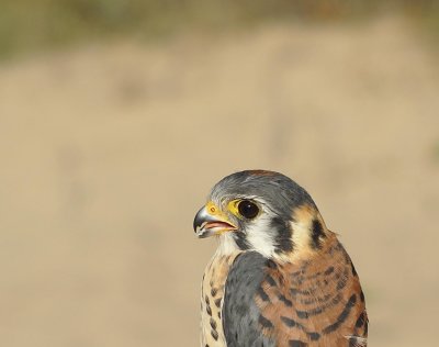 American Kestrel