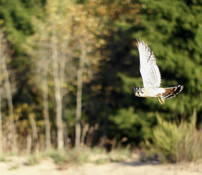 American Kestrel