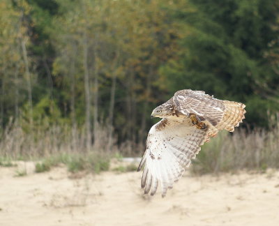Red-tailed Hawk
