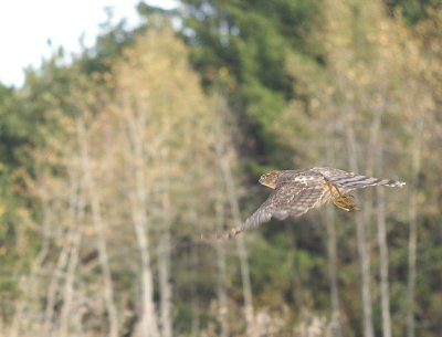 Sharp-shinned Hawk