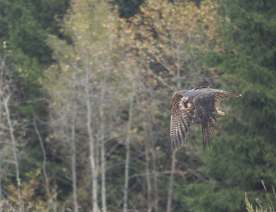 Peregrine Falcon