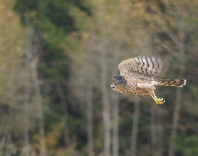 Sharp-shinned Hawk