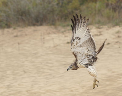 Red-tailed Hawk