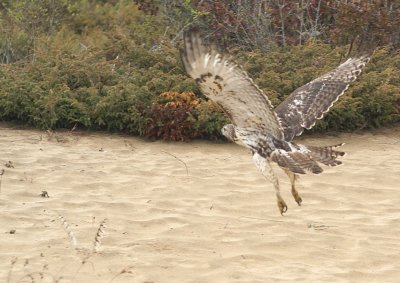 Red-tailed Hawk