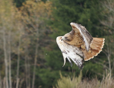 Red-tailed Hawk