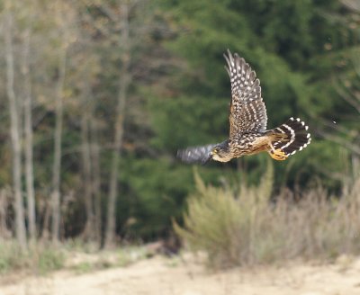 Merlin